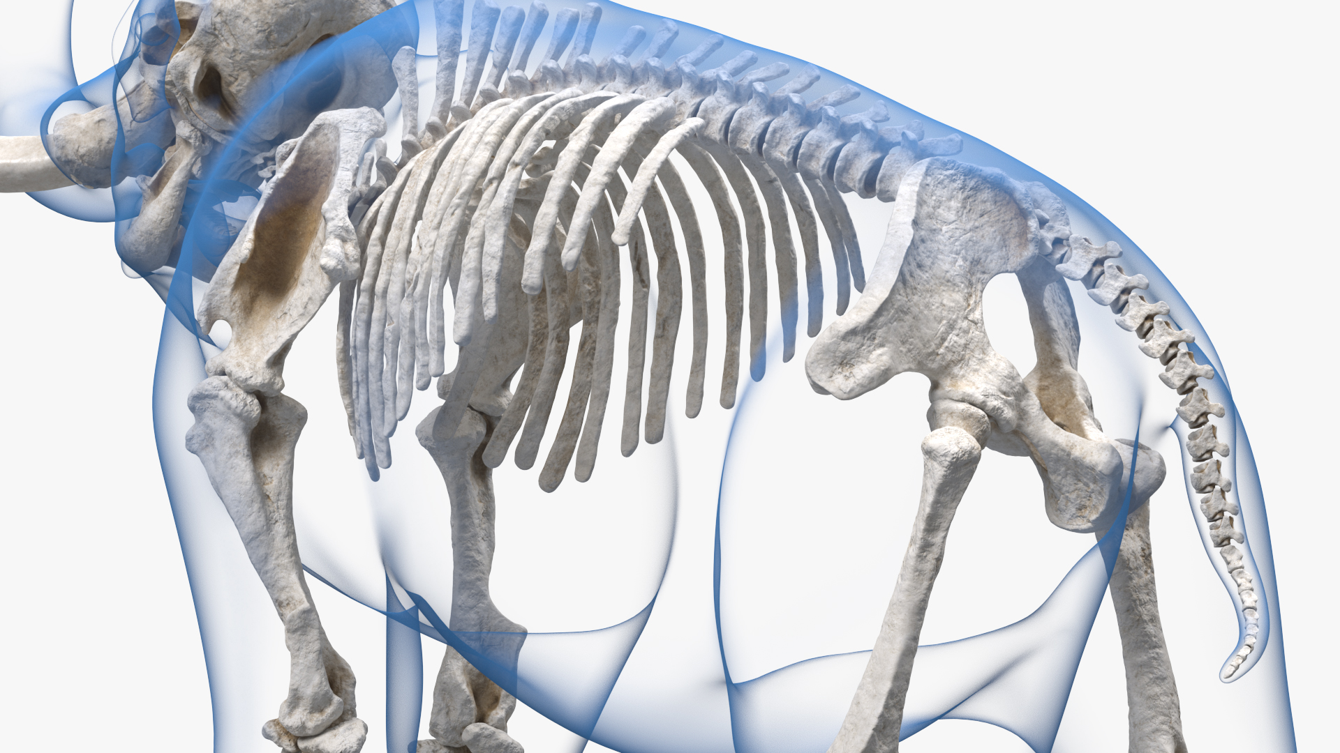 Adult Mammoth Clean Skeleton Shell Roar 3D model
