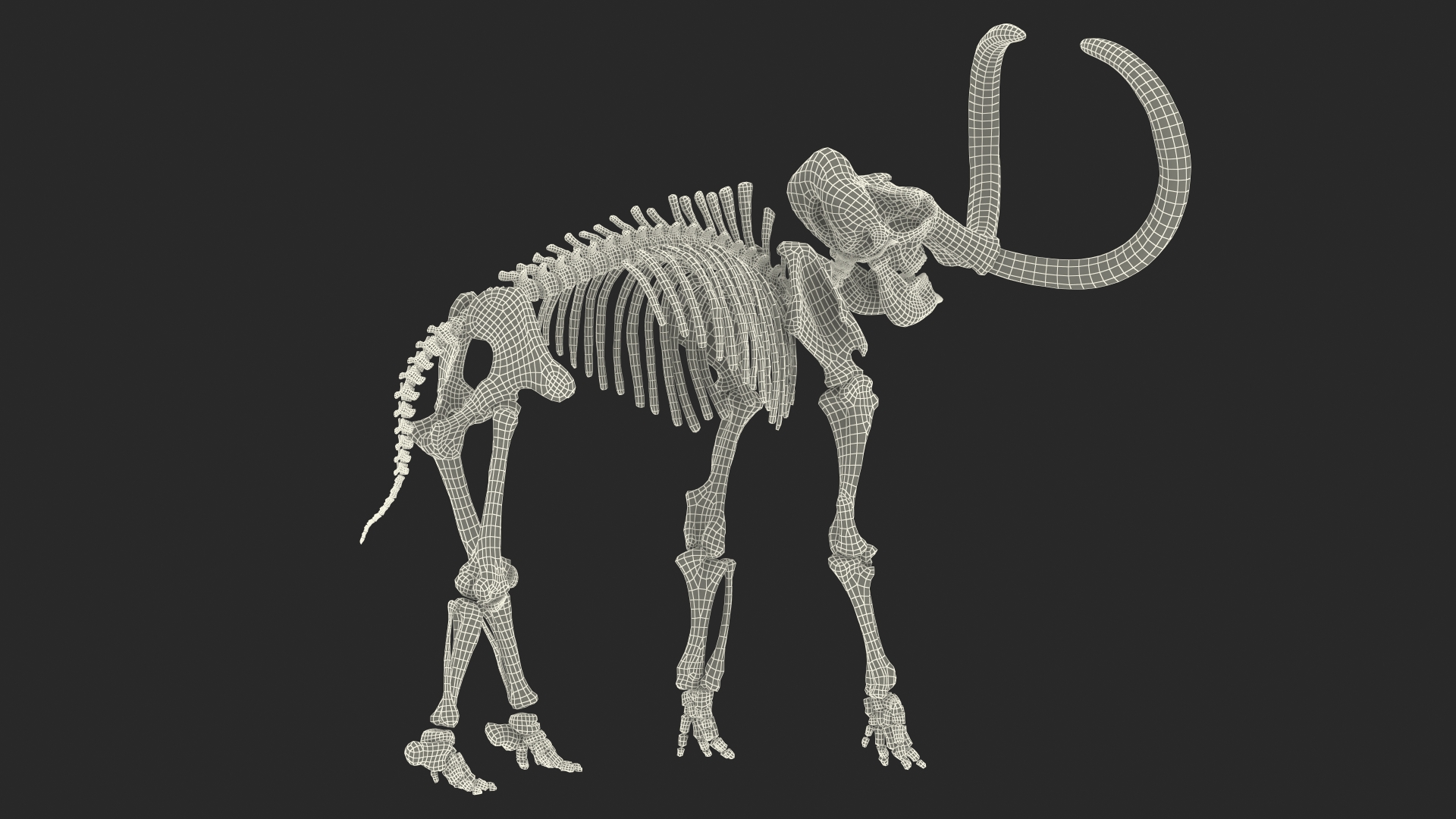 Adult Mammoth Clean Skeleton Shell Roar 3D model