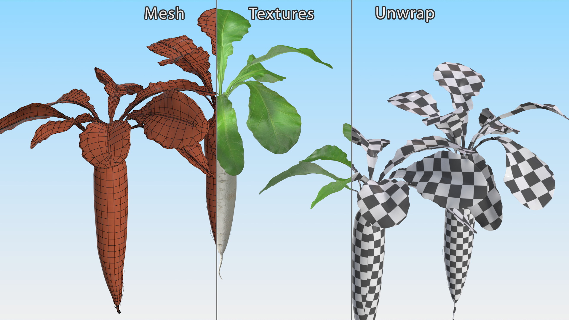3D Growing Daikon Winter Radish model