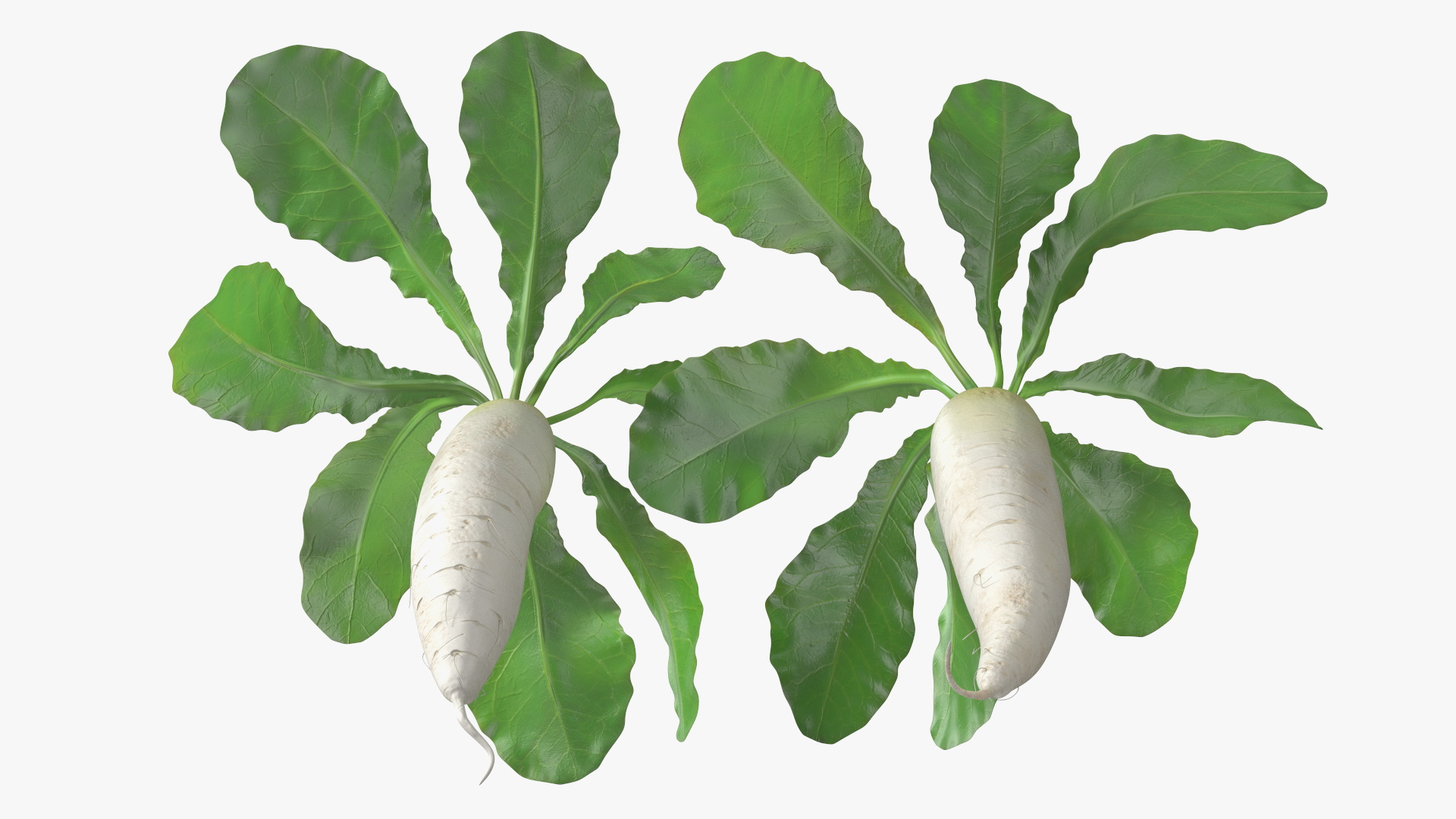 3D Growing Daikon Winter Radish model