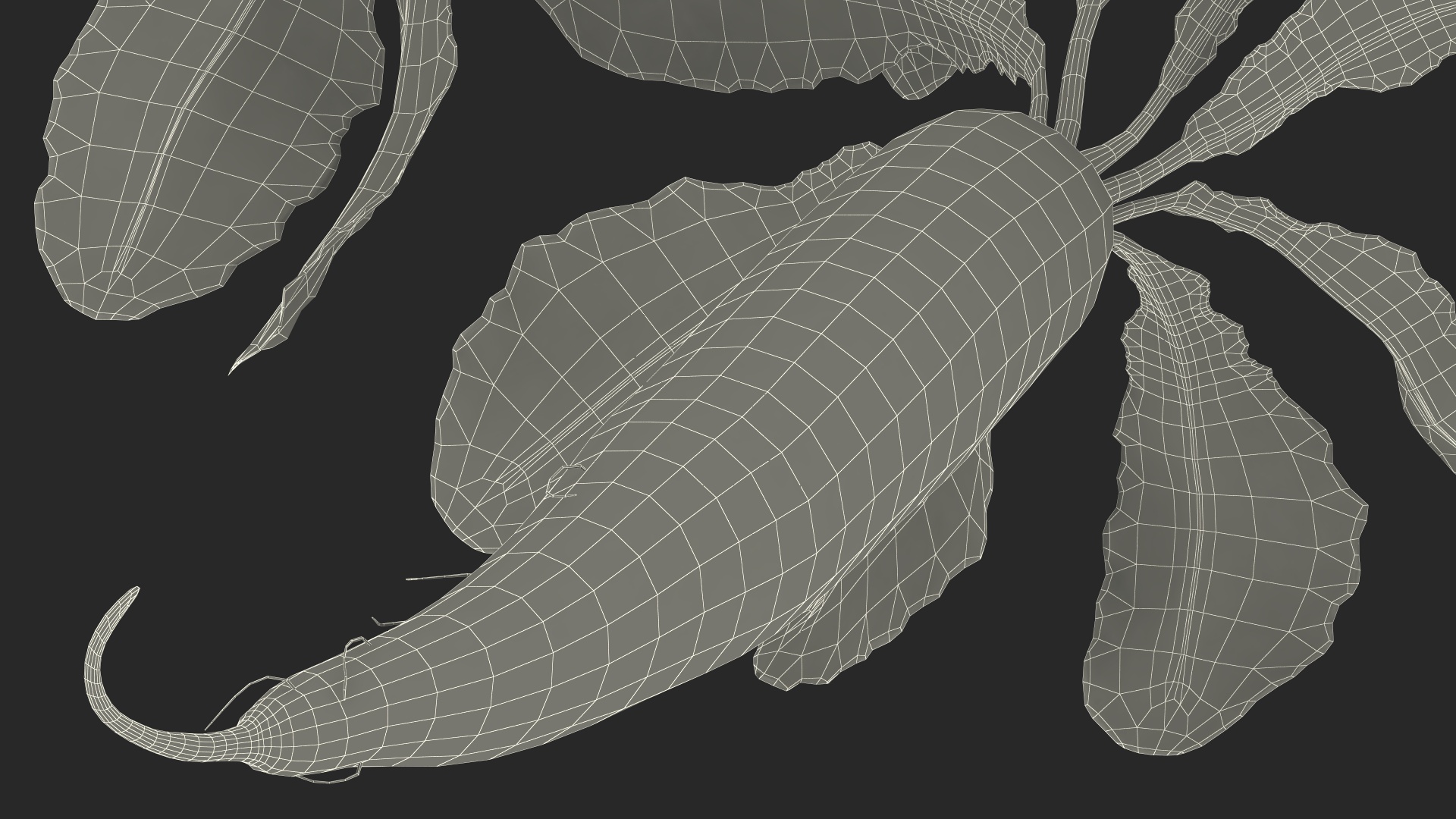 3D Growing Daikon Winter Radish model