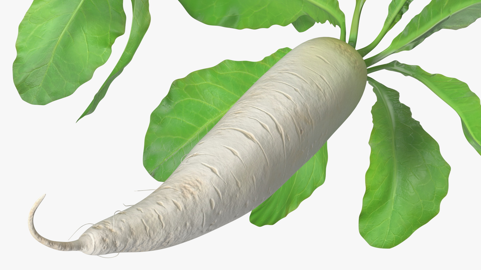 3D Growing Daikon Winter Radish model