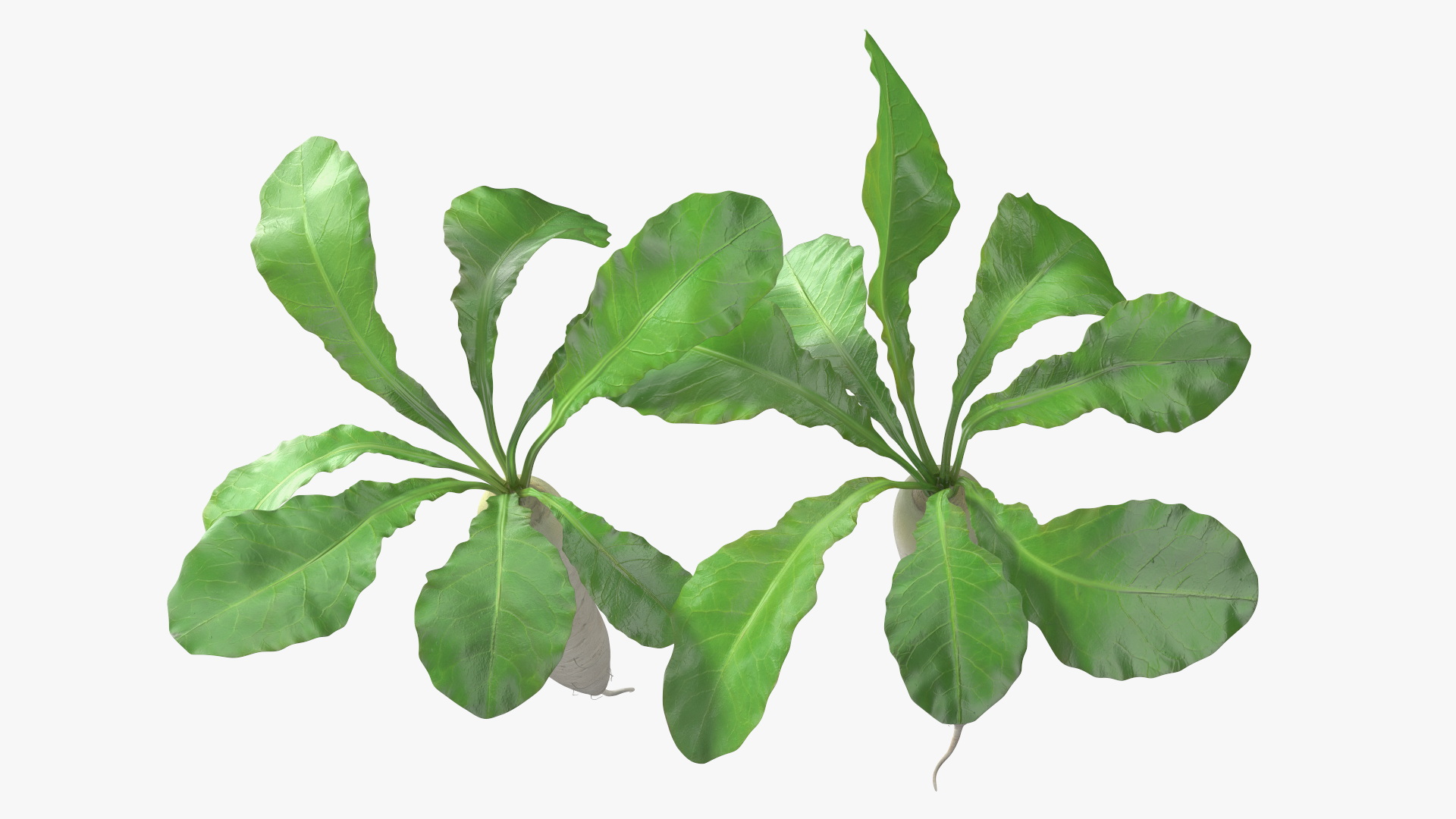 3D Growing Daikon Winter Radish model