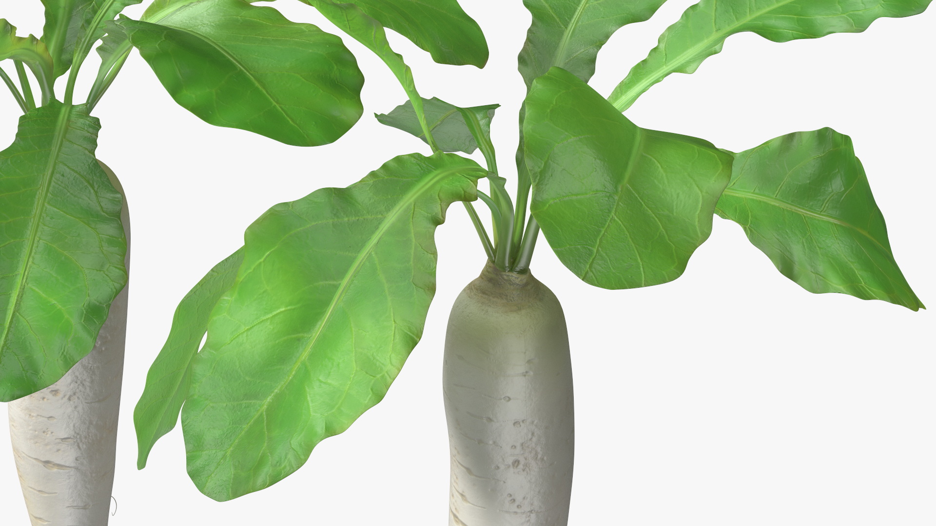 3D Growing Daikon Winter Radish model