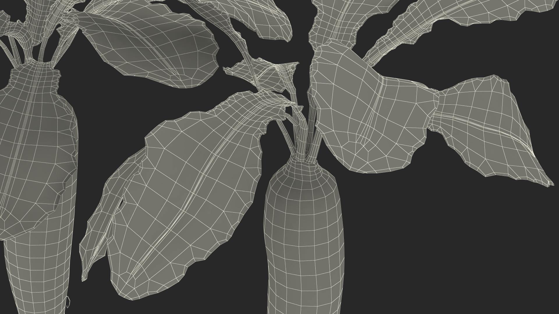 3D Growing Daikon Winter Radish model