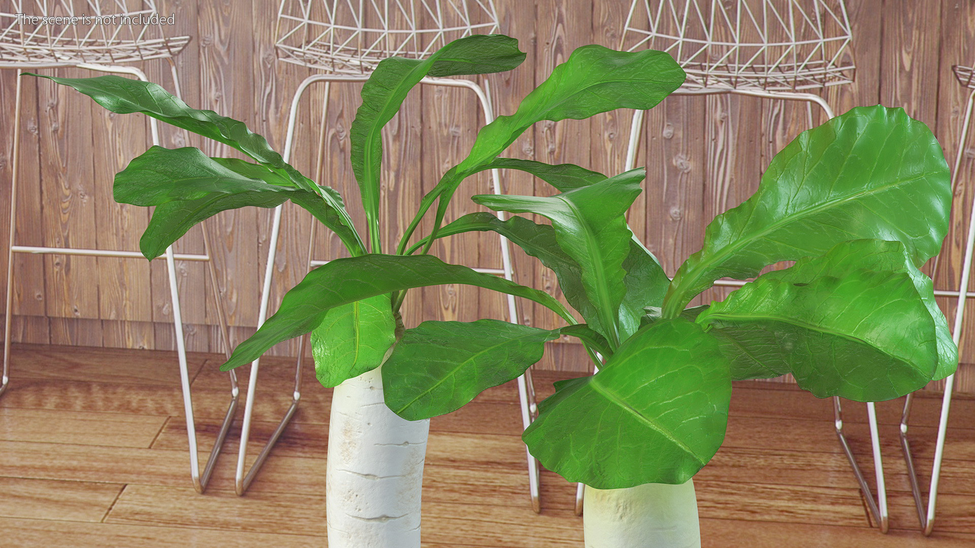 3D Growing Daikon Winter Radish model