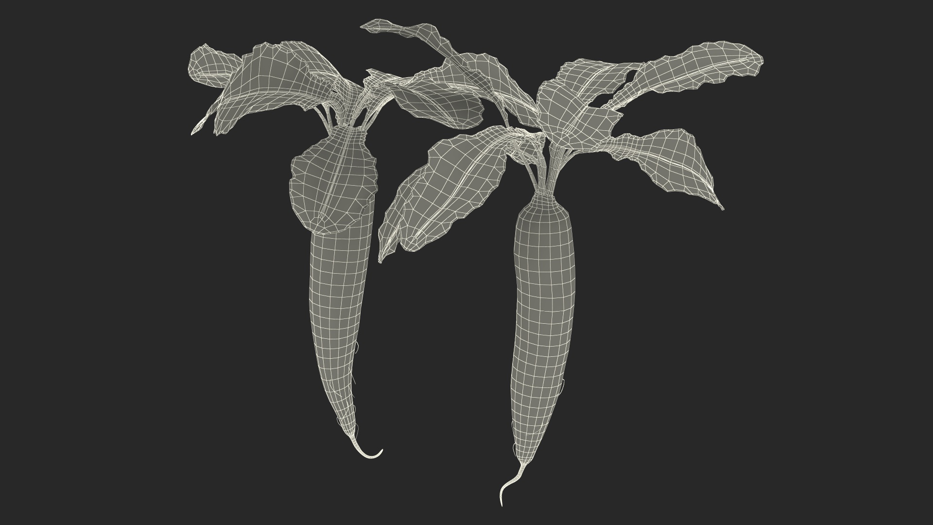 3D Growing Daikon Winter Radish model
