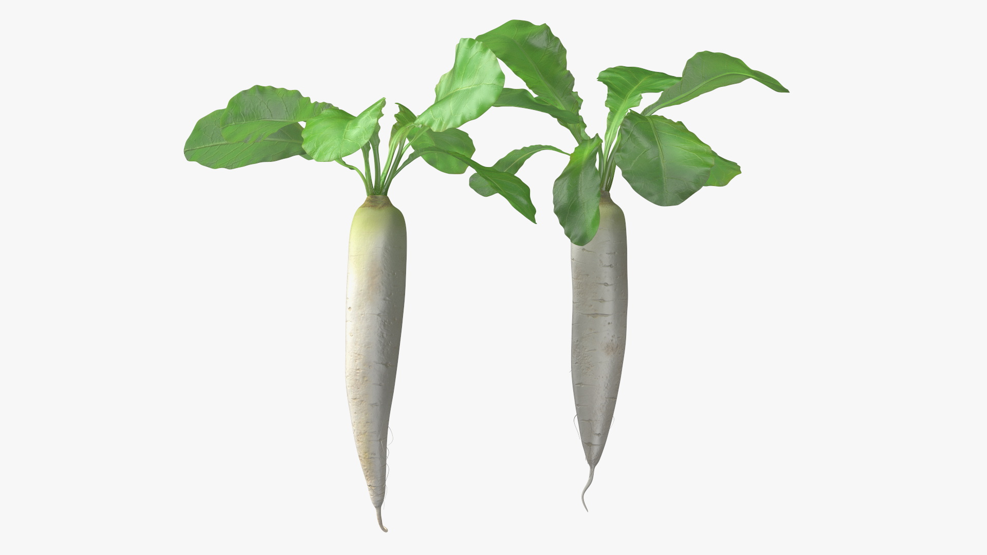 3D Growing Daikon Winter Radish model