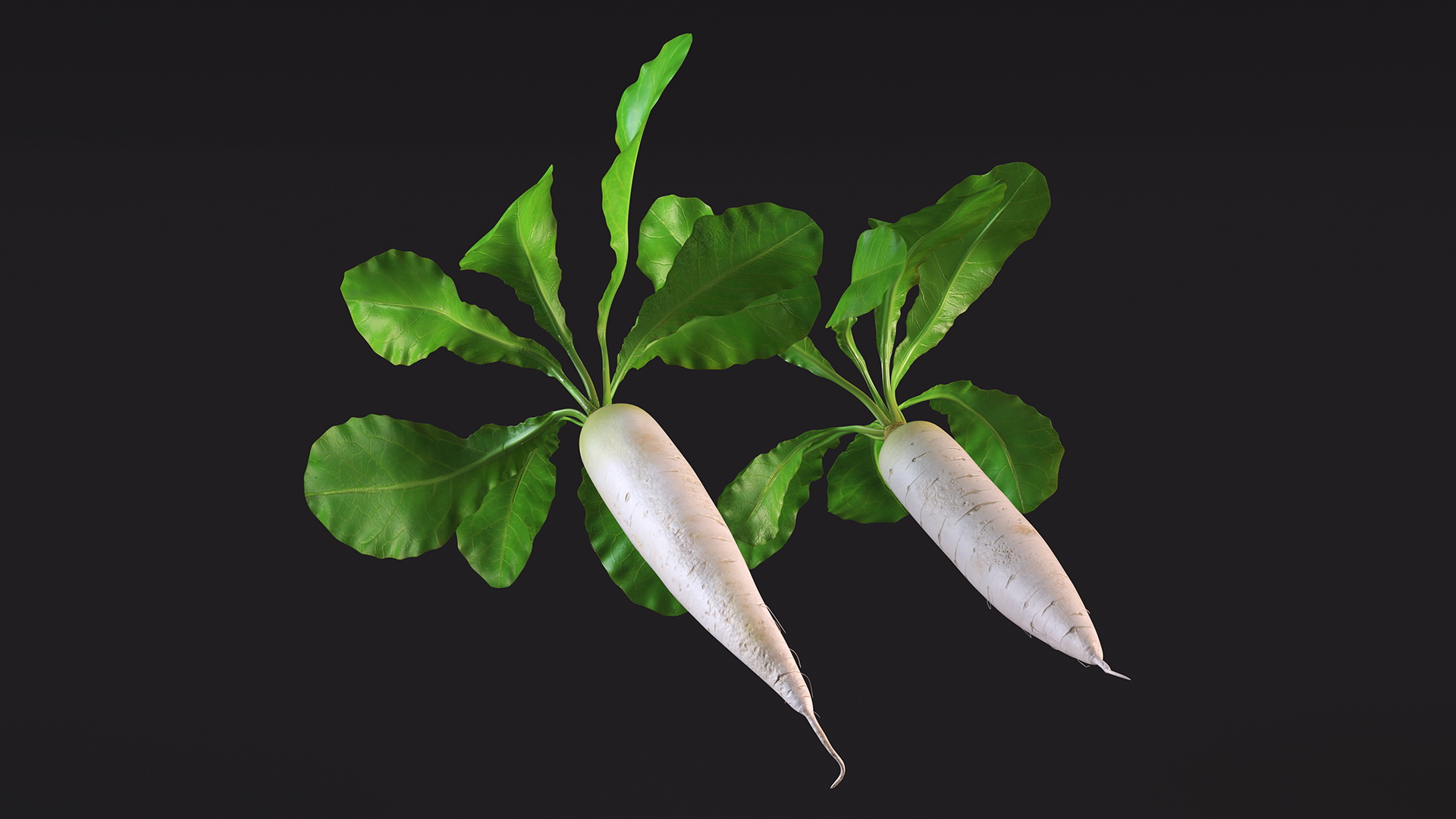 3D Growing Daikon Winter Radish model