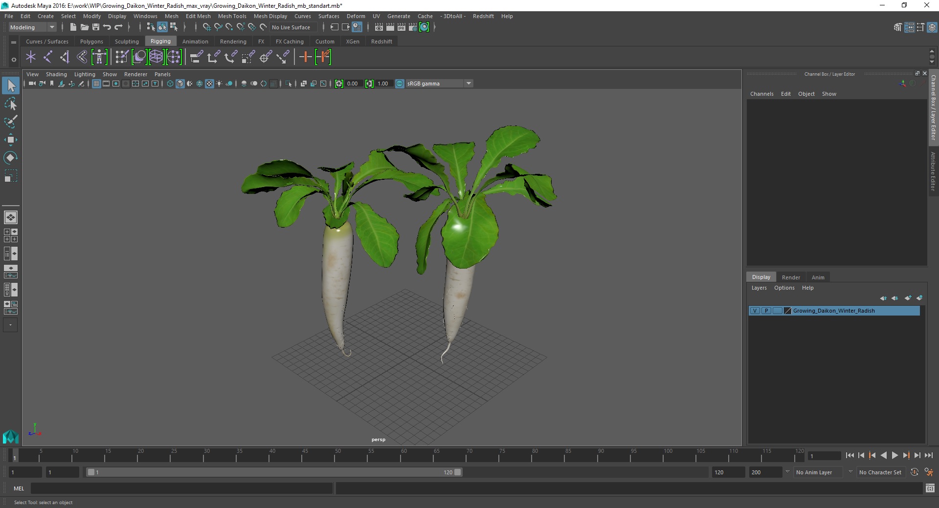 3D Growing Daikon Winter Radish model