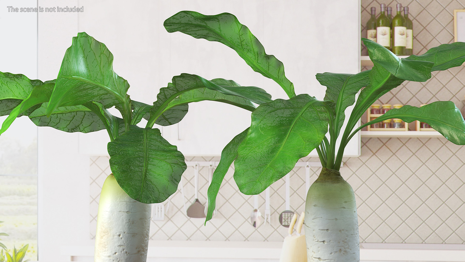 3D Growing Daikon Winter Radish model