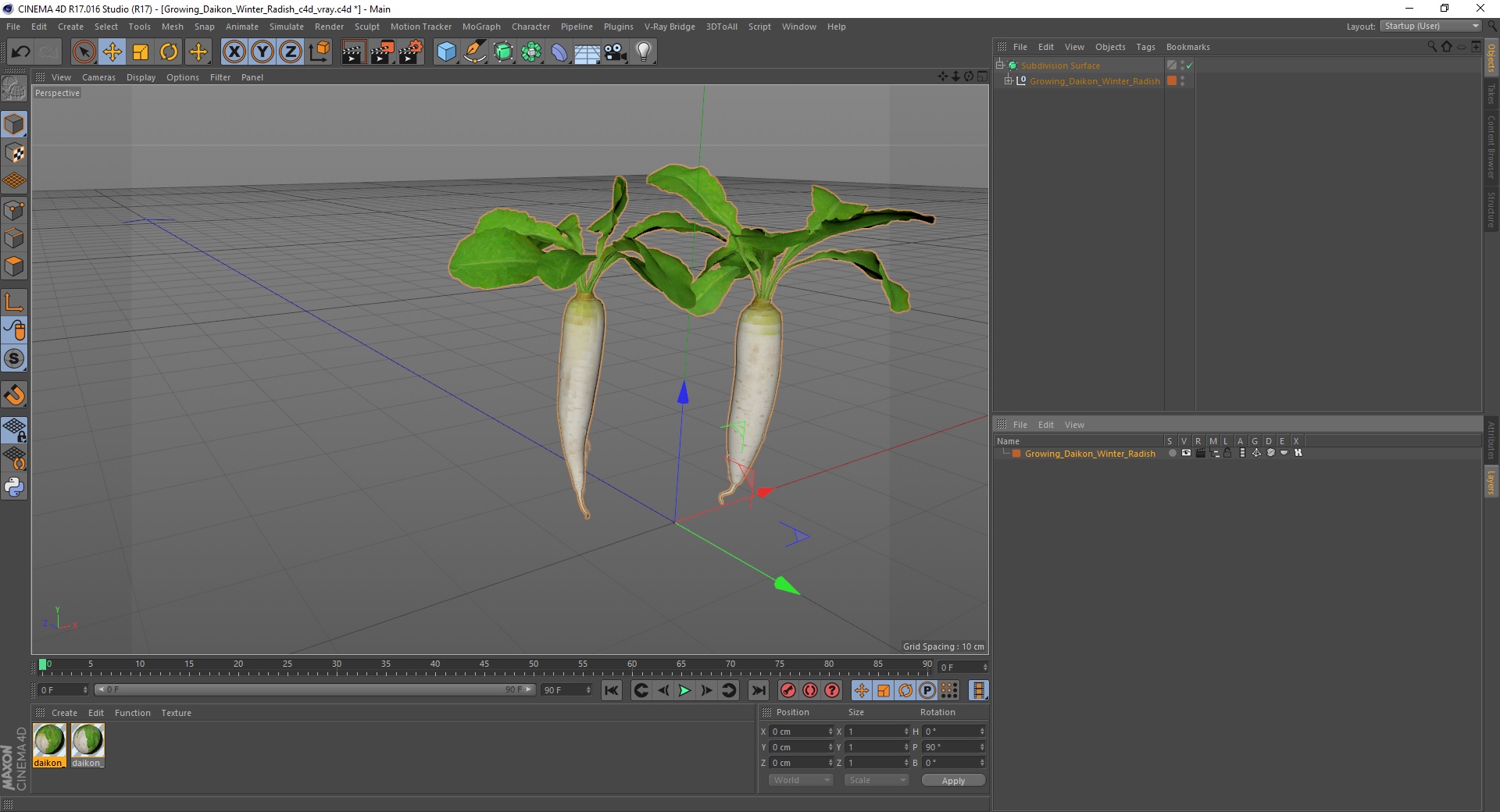 3D Growing Daikon Winter Radish model