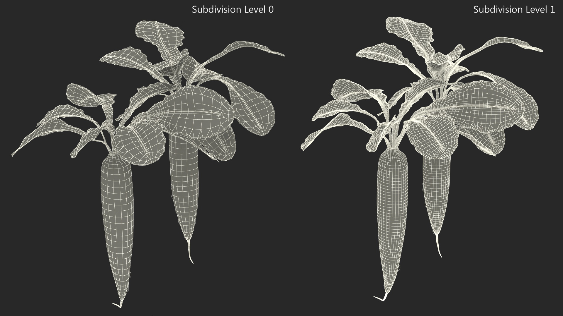 3D Growing Daikon Winter Radish model