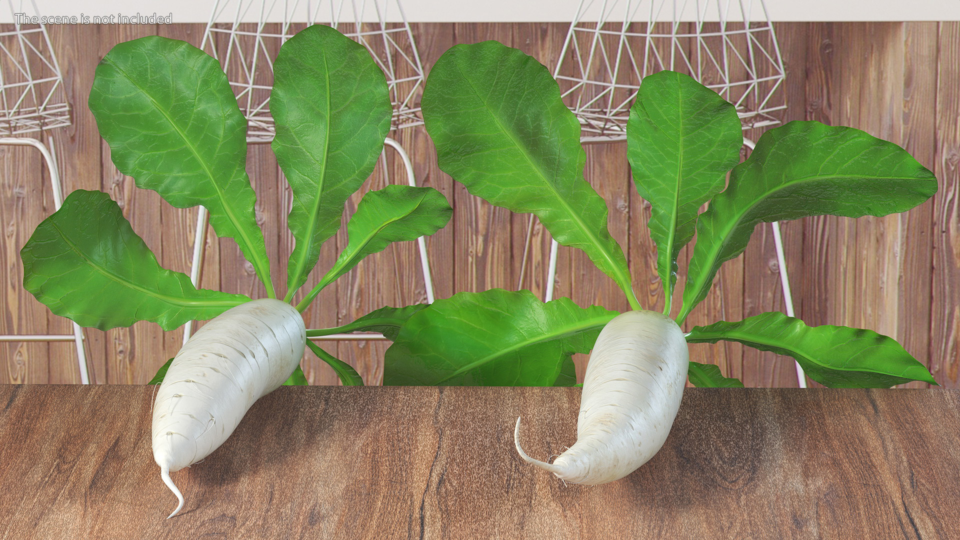 3D Growing Daikon Winter Radish model