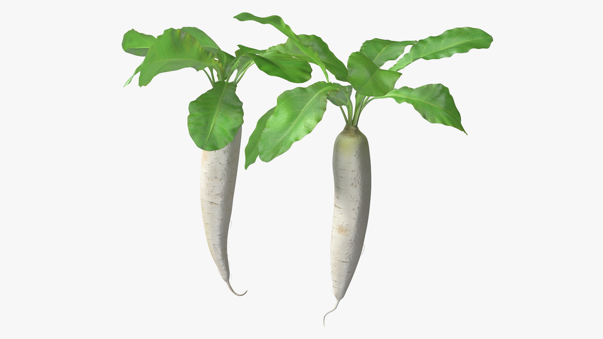 3D Growing Daikon Winter Radish model