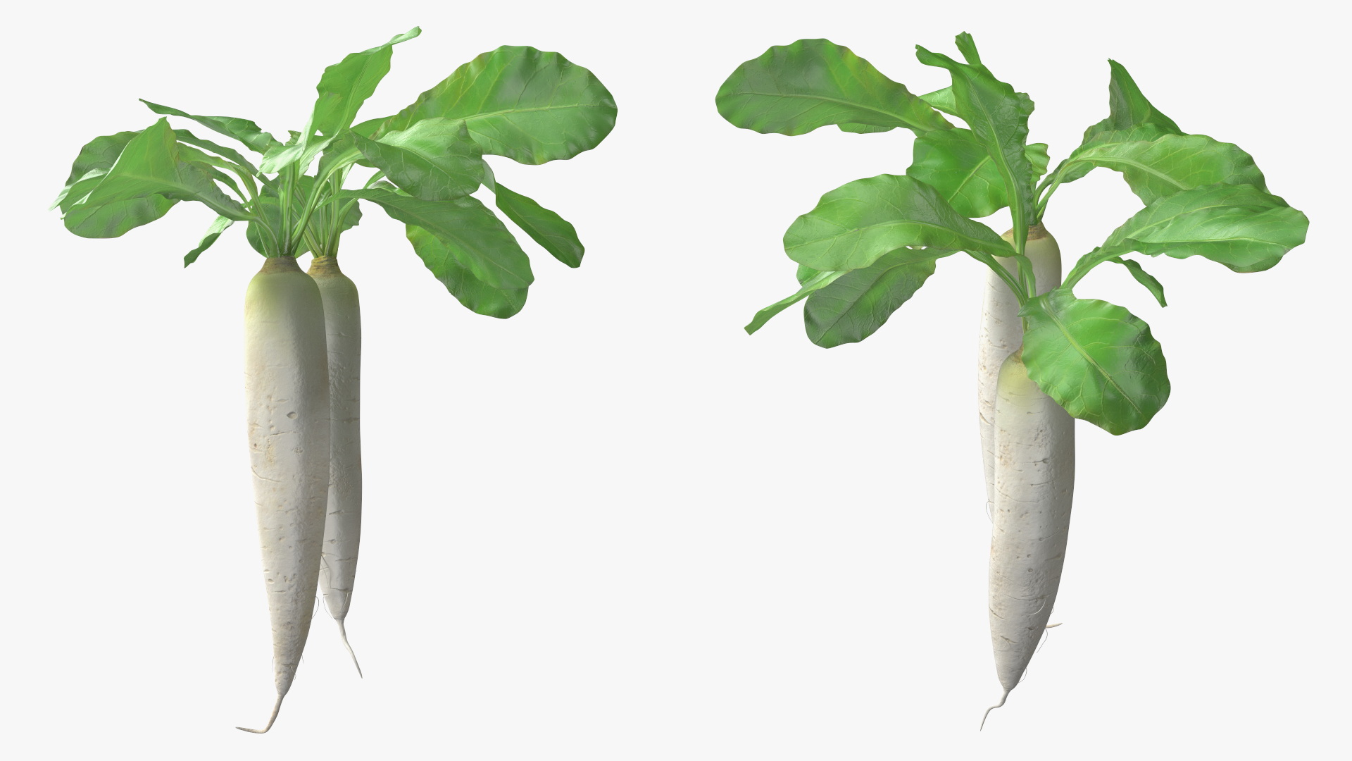 3D Growing Daikon Winter Radish model