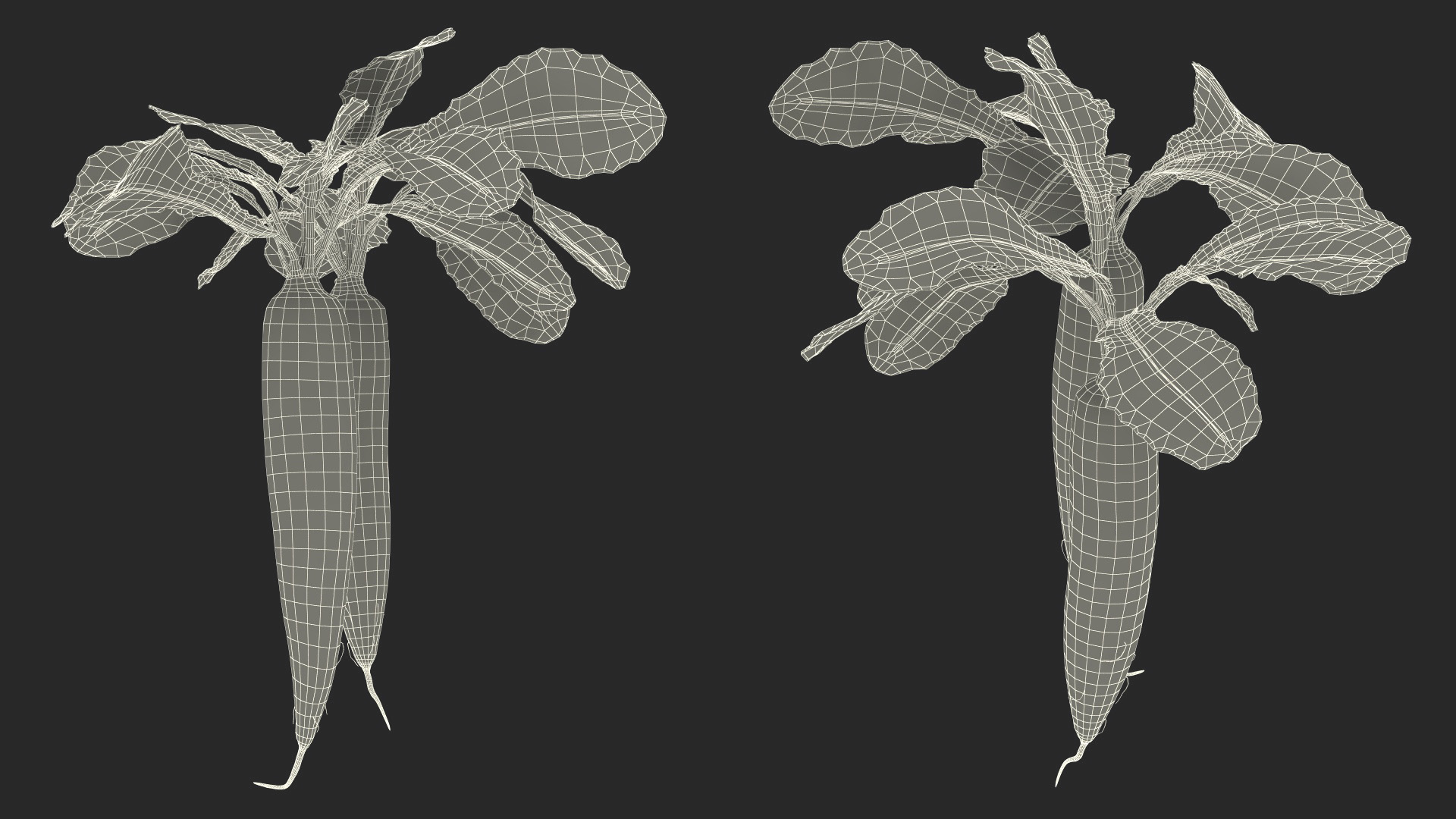 3D Growing Daikon Winter Radish model