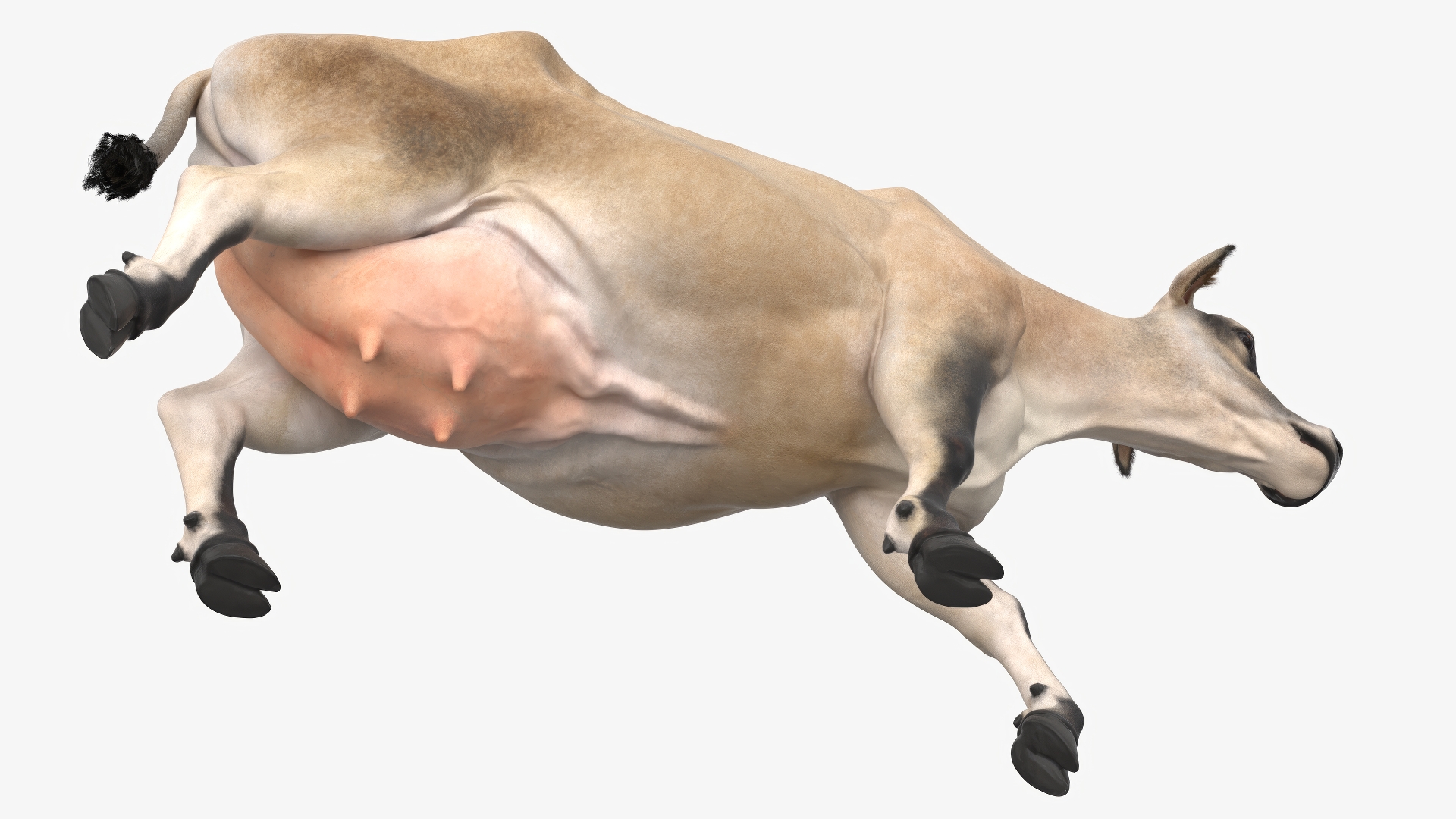 3D Mini Cow Goes Beige Fur model
