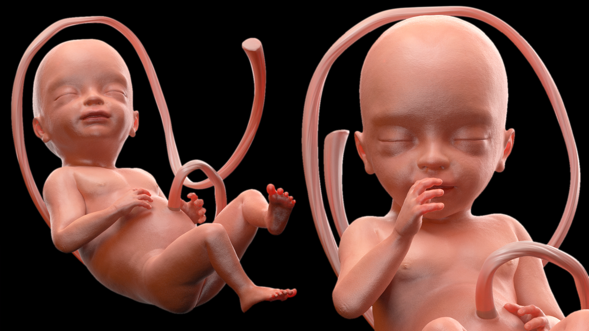 3D model Human Fetus at 24 Weeks Rigged
