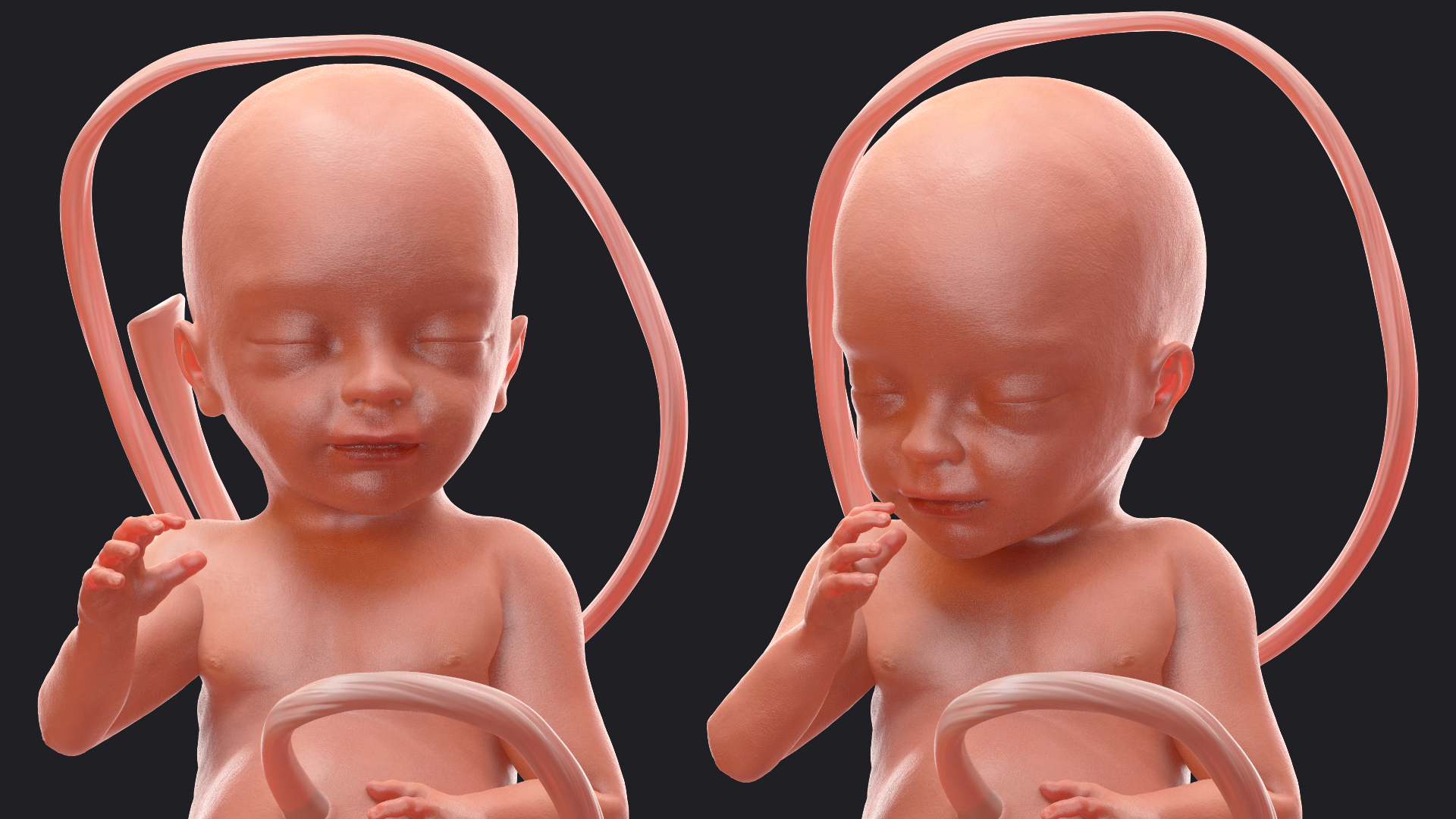3D model Human Fetus at 24 Weeks Rigged
