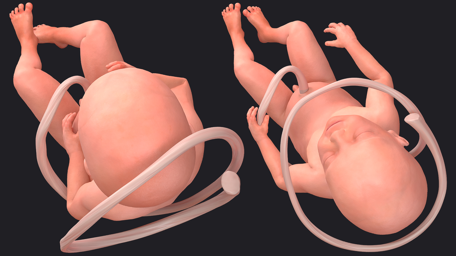 3D model Human Fetus at 24 Weeks Rigged