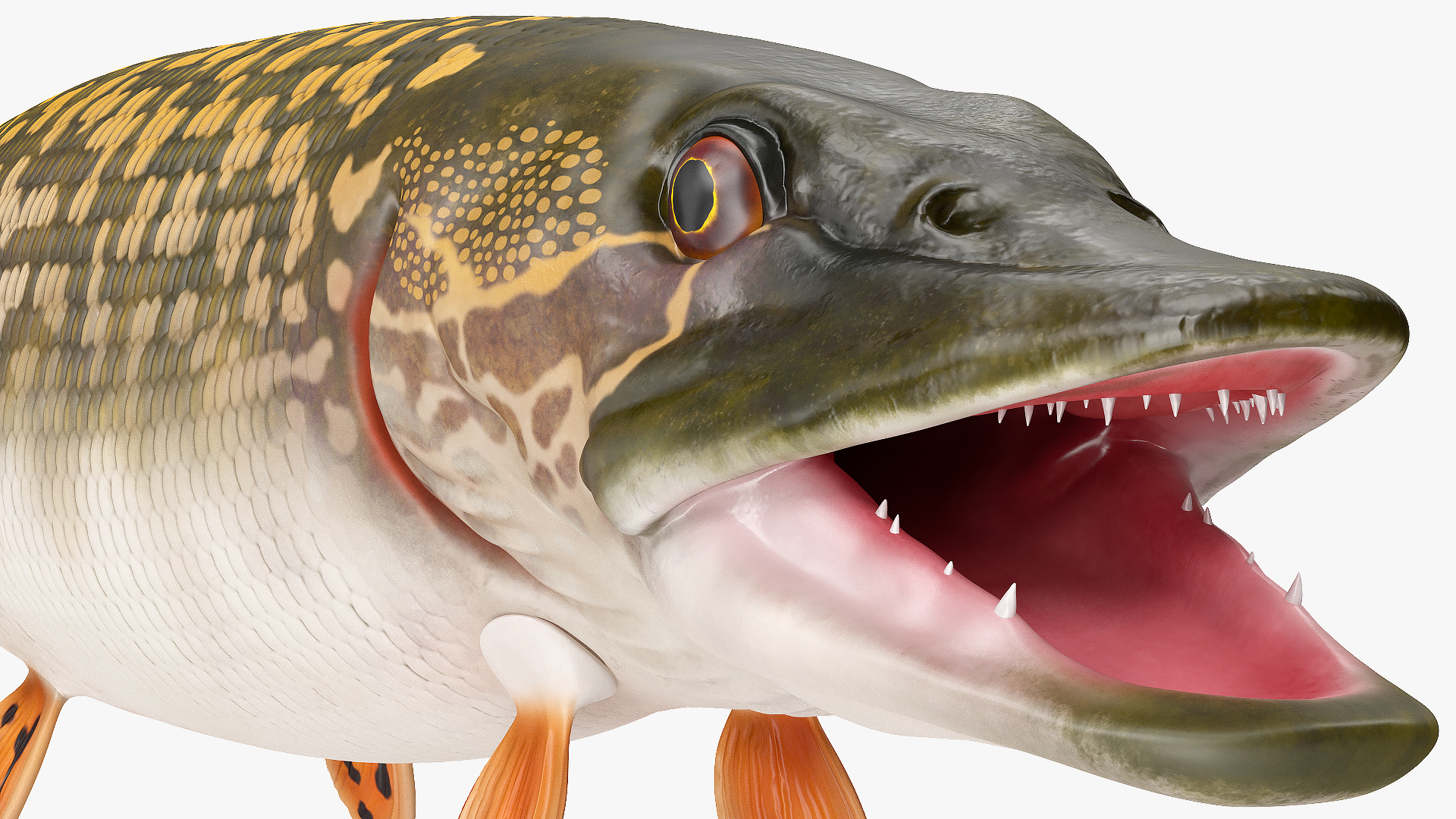 3D Northern Pike model