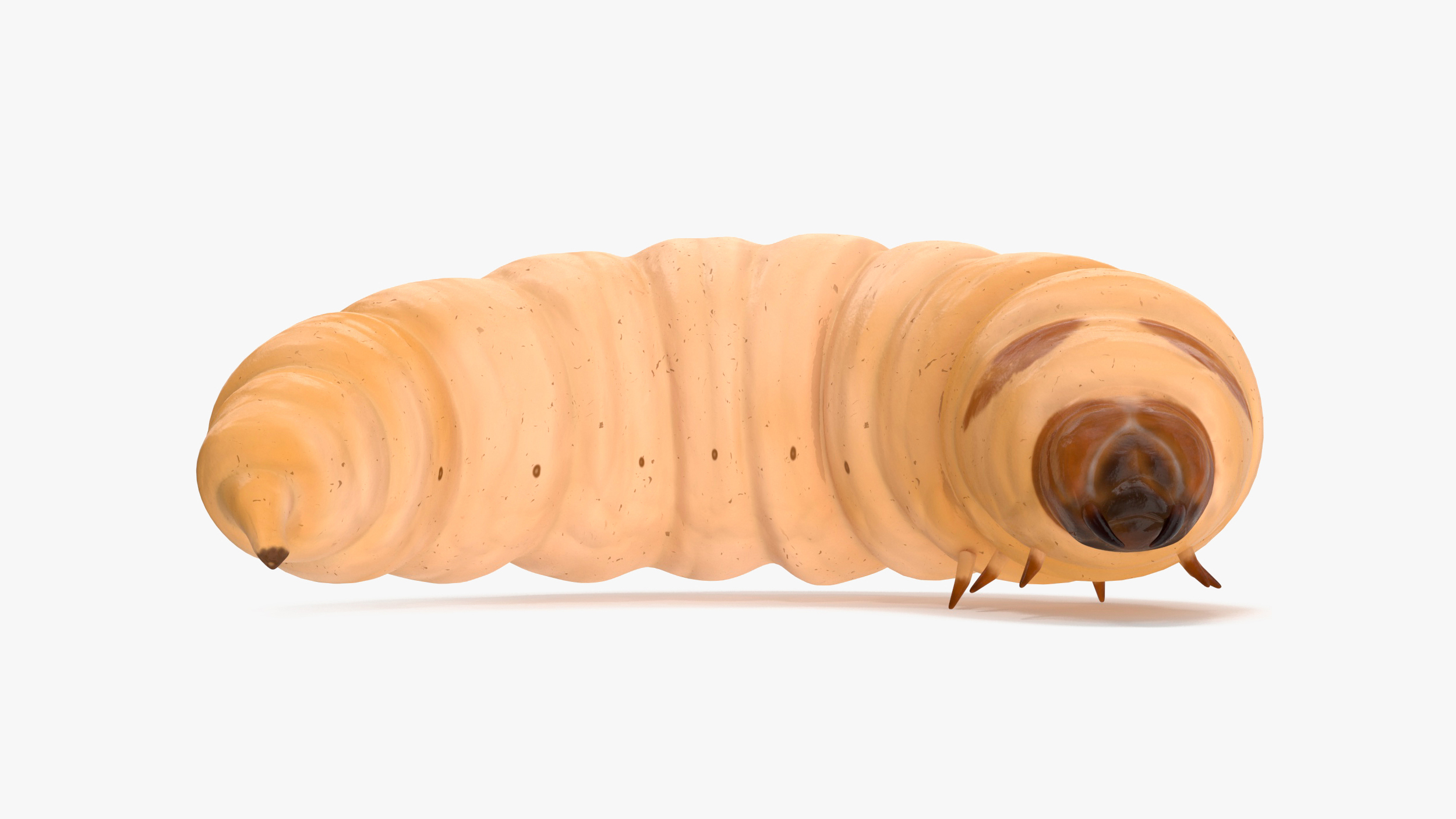 3D Maggot Fly Rigged for Cinema 4D