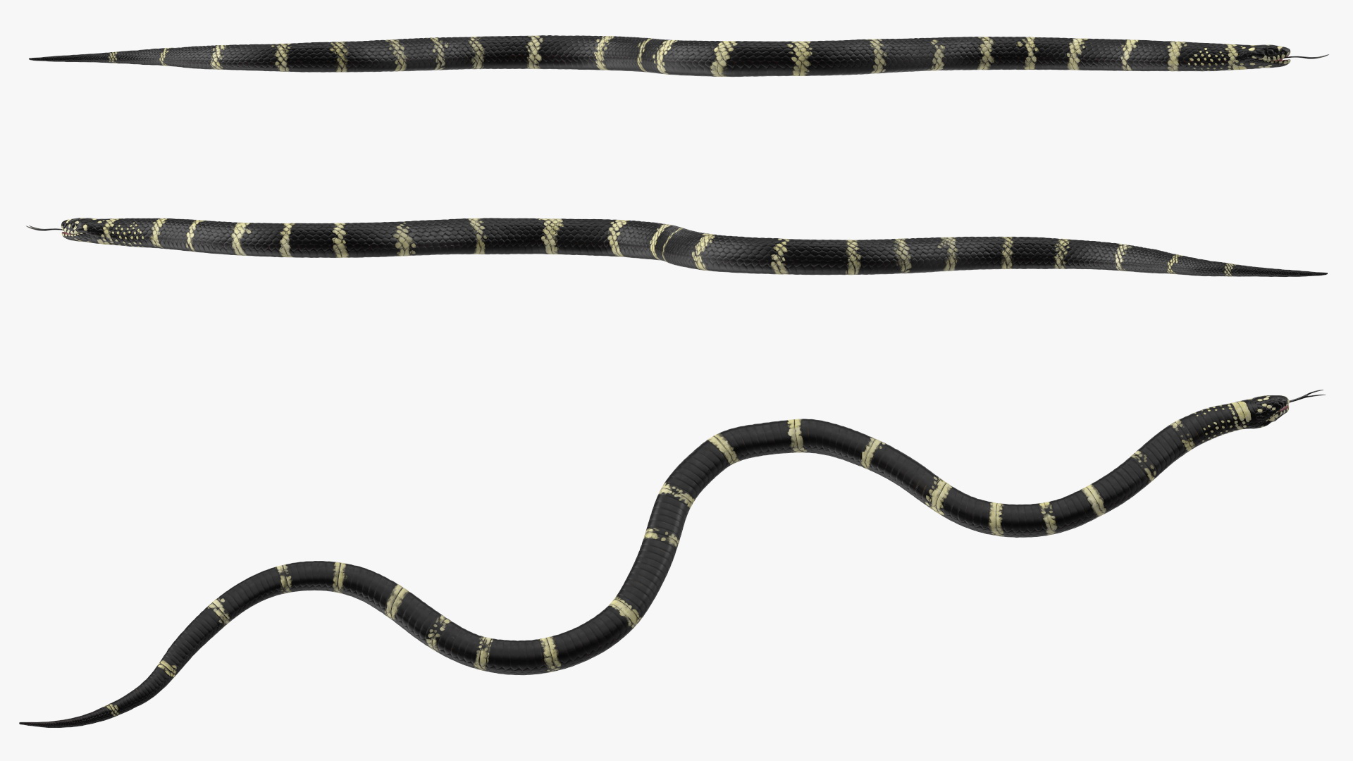Eastern Kingsnake Rigged 3D model