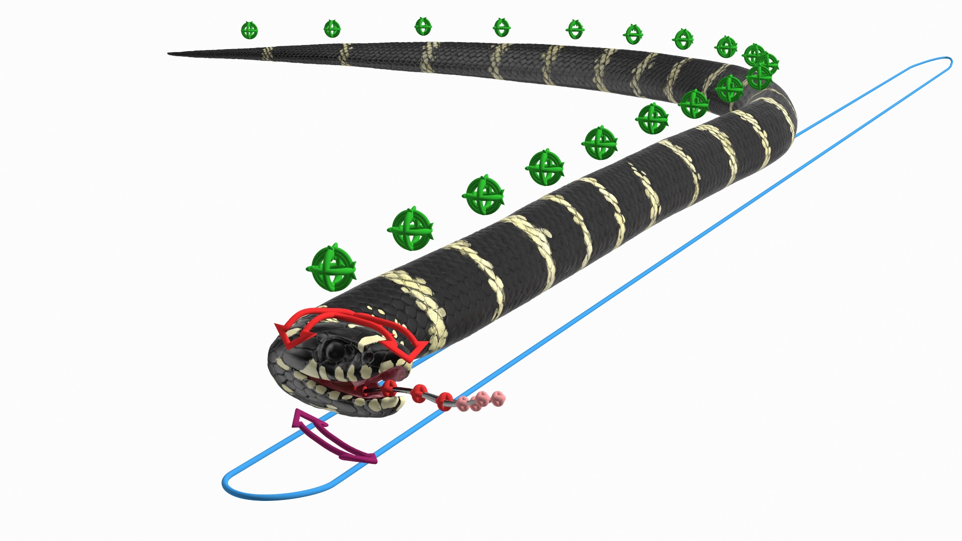 Eastern Kingsnake Rigged 3D model