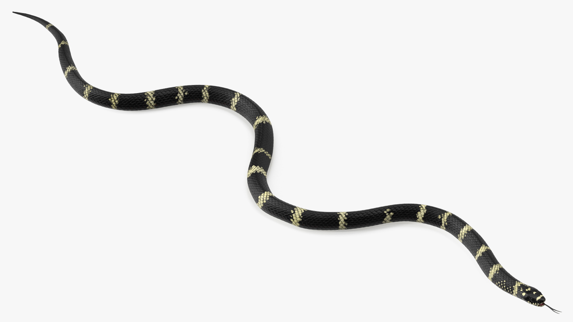 Eastern Kingsnake Rigged 3D model