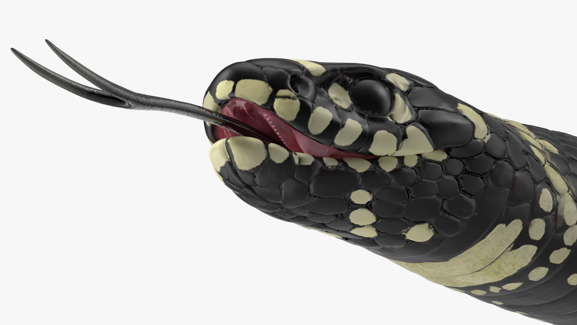 Eastern Kingsnake Rigged 3D model