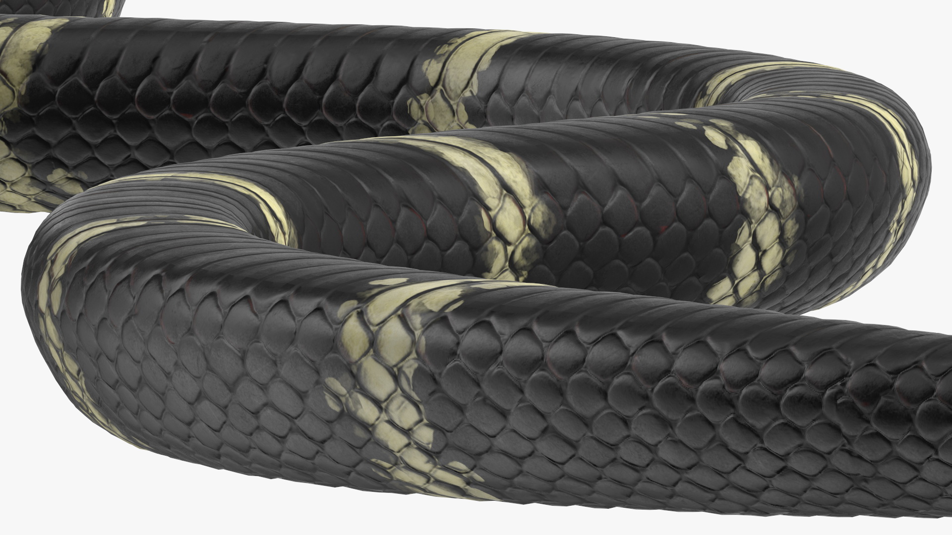 Eastern Kingsnake Rigged 3D model