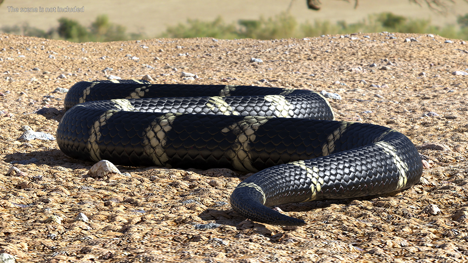 Eastern Kingsnake Rigged 3D model
