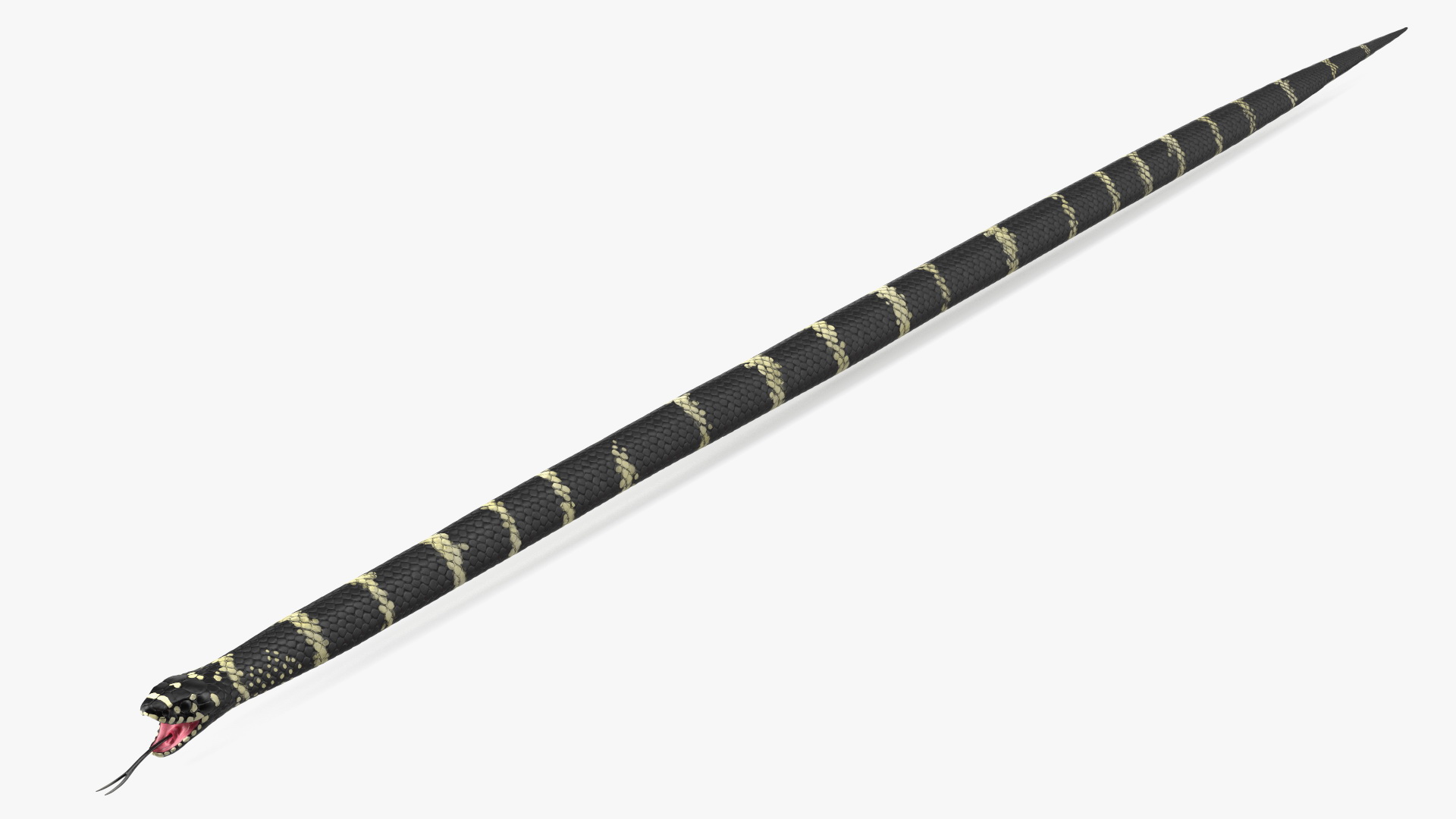 Eastern Kingsnake Rigged 3D model