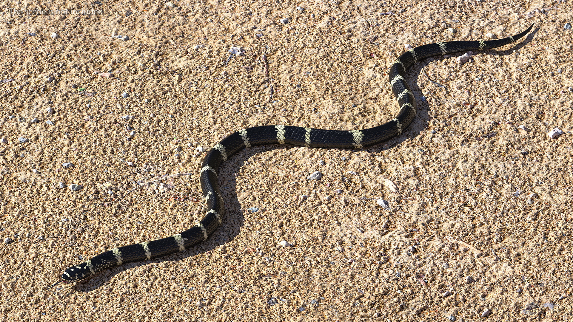 Eastern Kingsnake Rigged 3D model