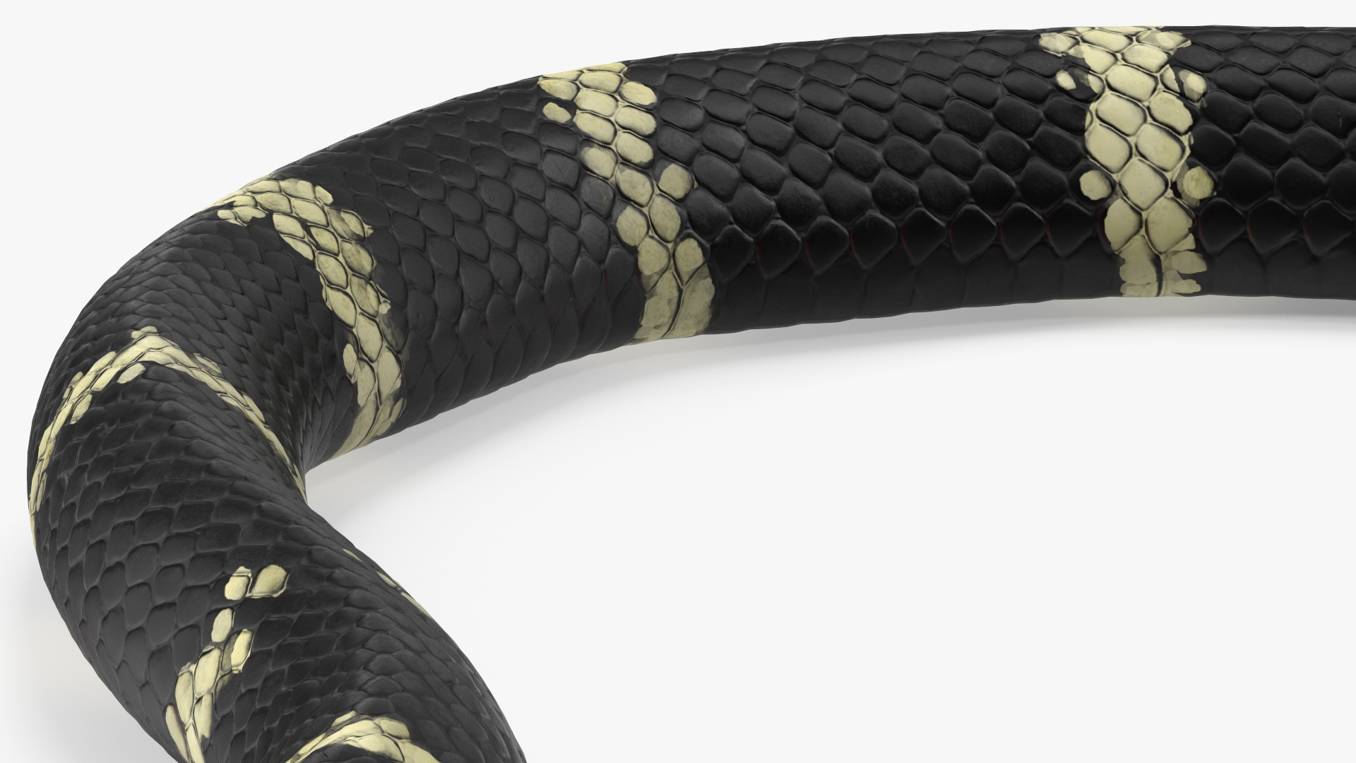 Eastern Kingsnake Rigged 3D model