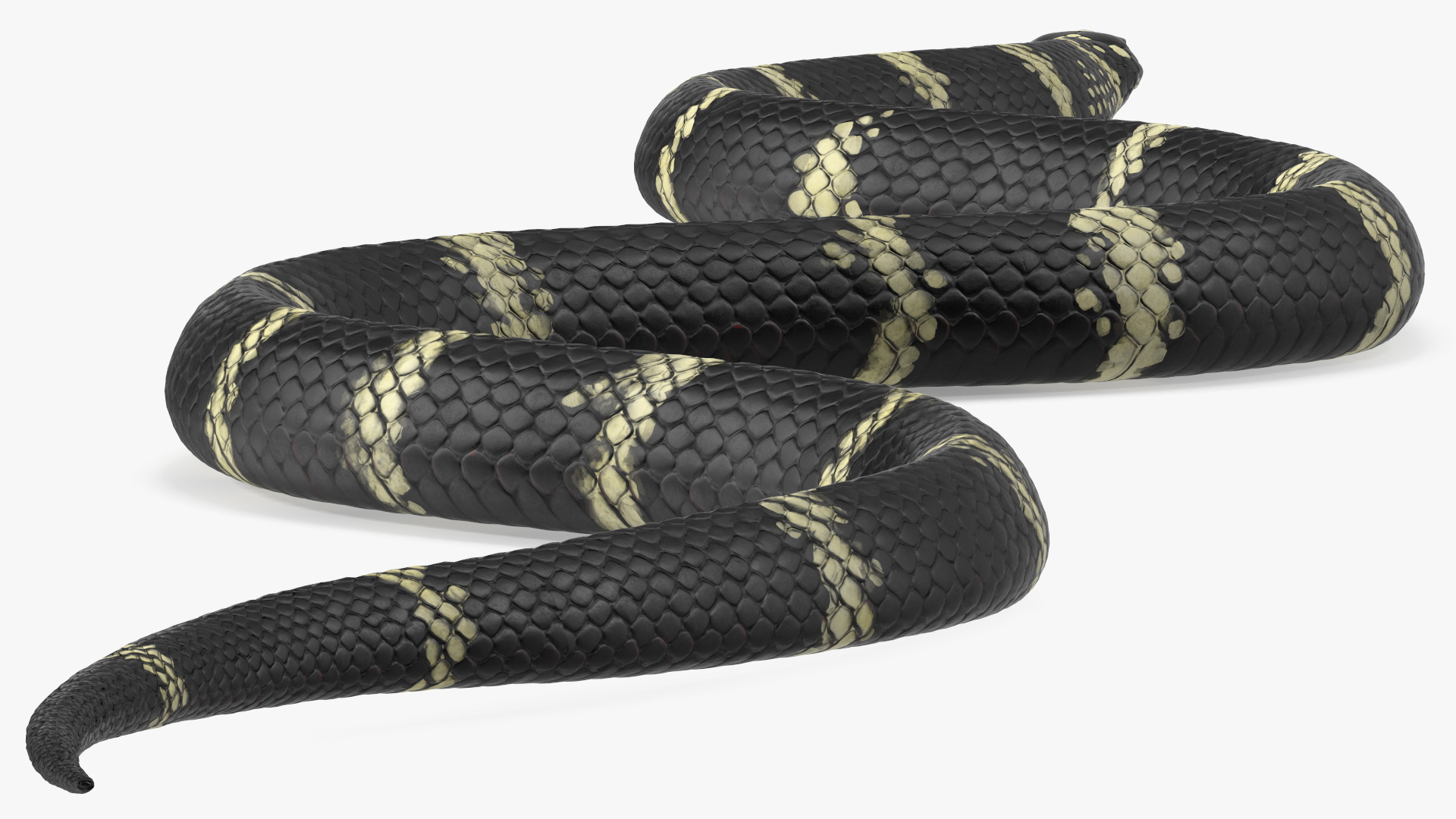 Eastern Kingsnake Rigged 3D model