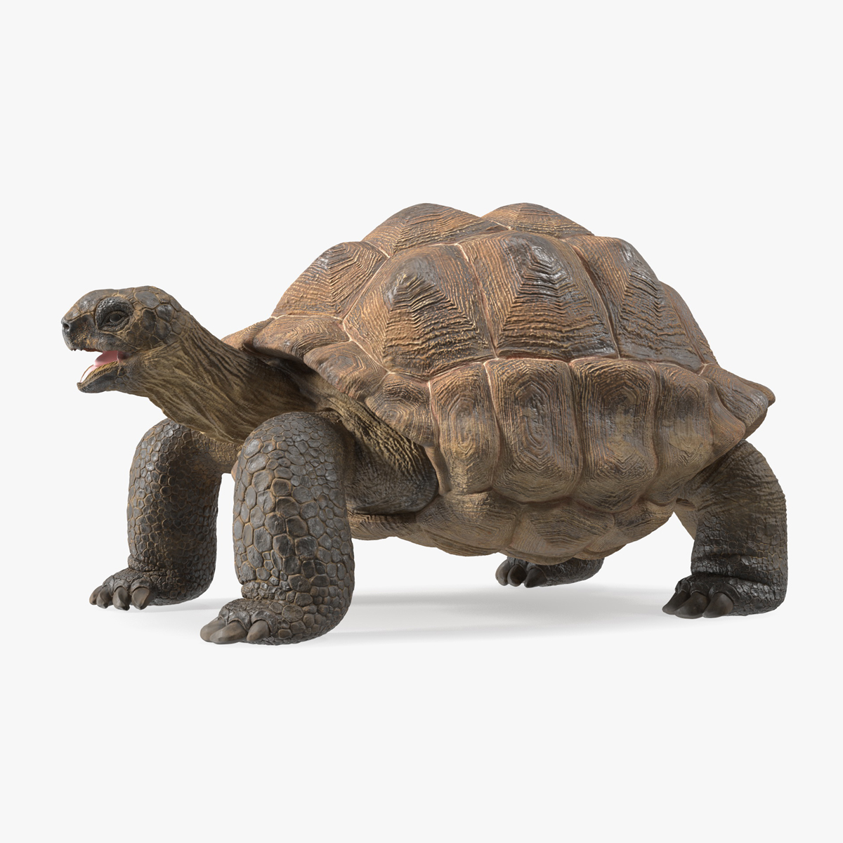 3D Aldabrachelys Gigantea Rigged for Maya model