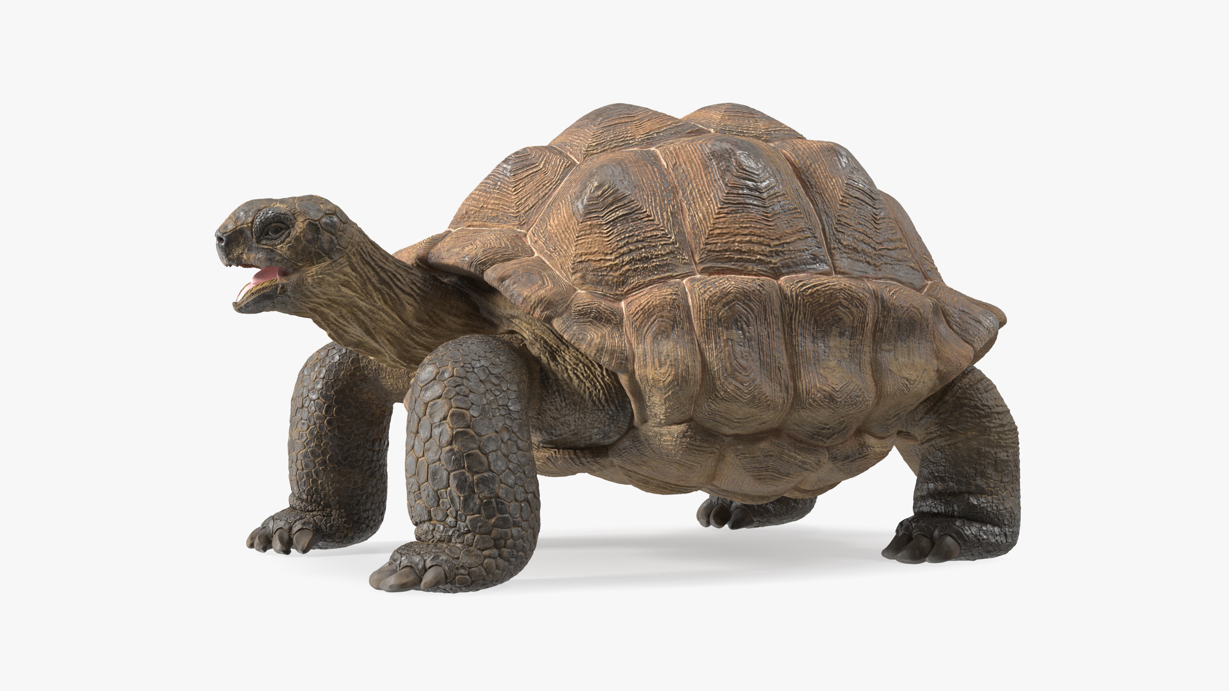 3D Aldabrachelys Gigantea Rigged for Maya model