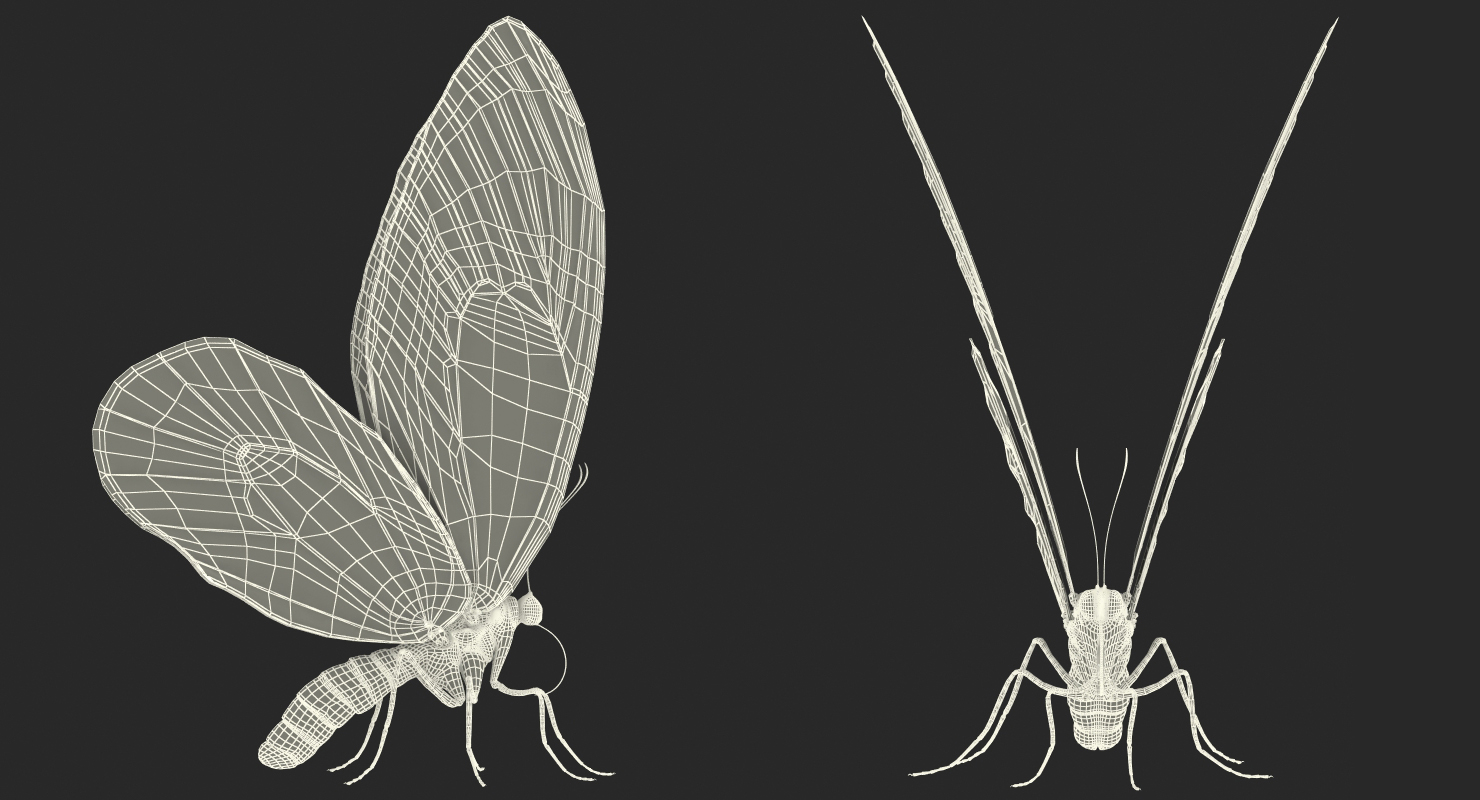 3D Butterfly Ornithoptera Alexandrae model