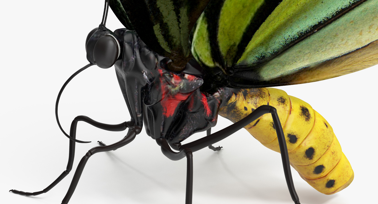 3D Butterfly Ornithoptera Alexandrae model