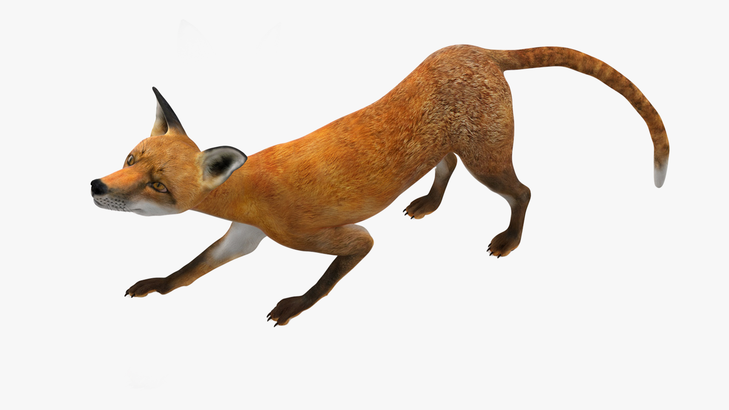 3D Wild European Fox Rigged for Maya model
