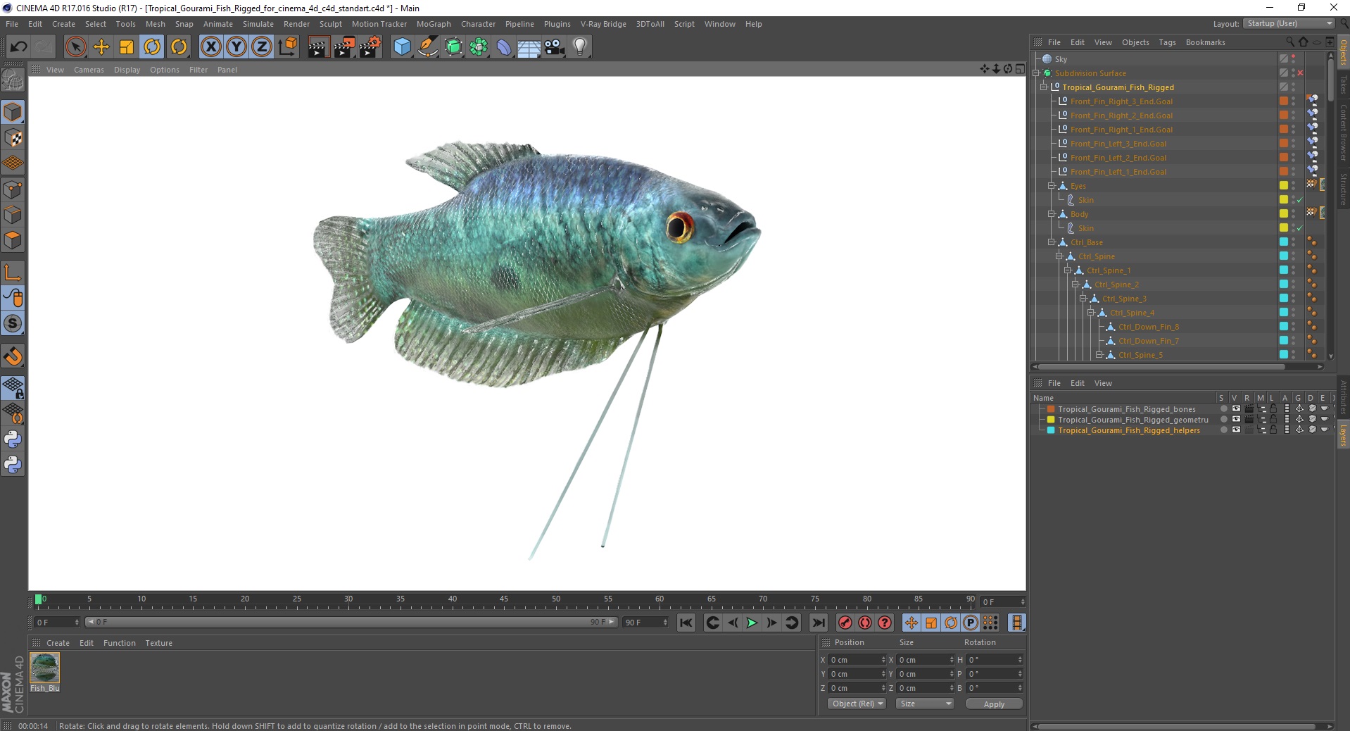 Tropical Gourami Fish Rigged for Cinema 4D 3D