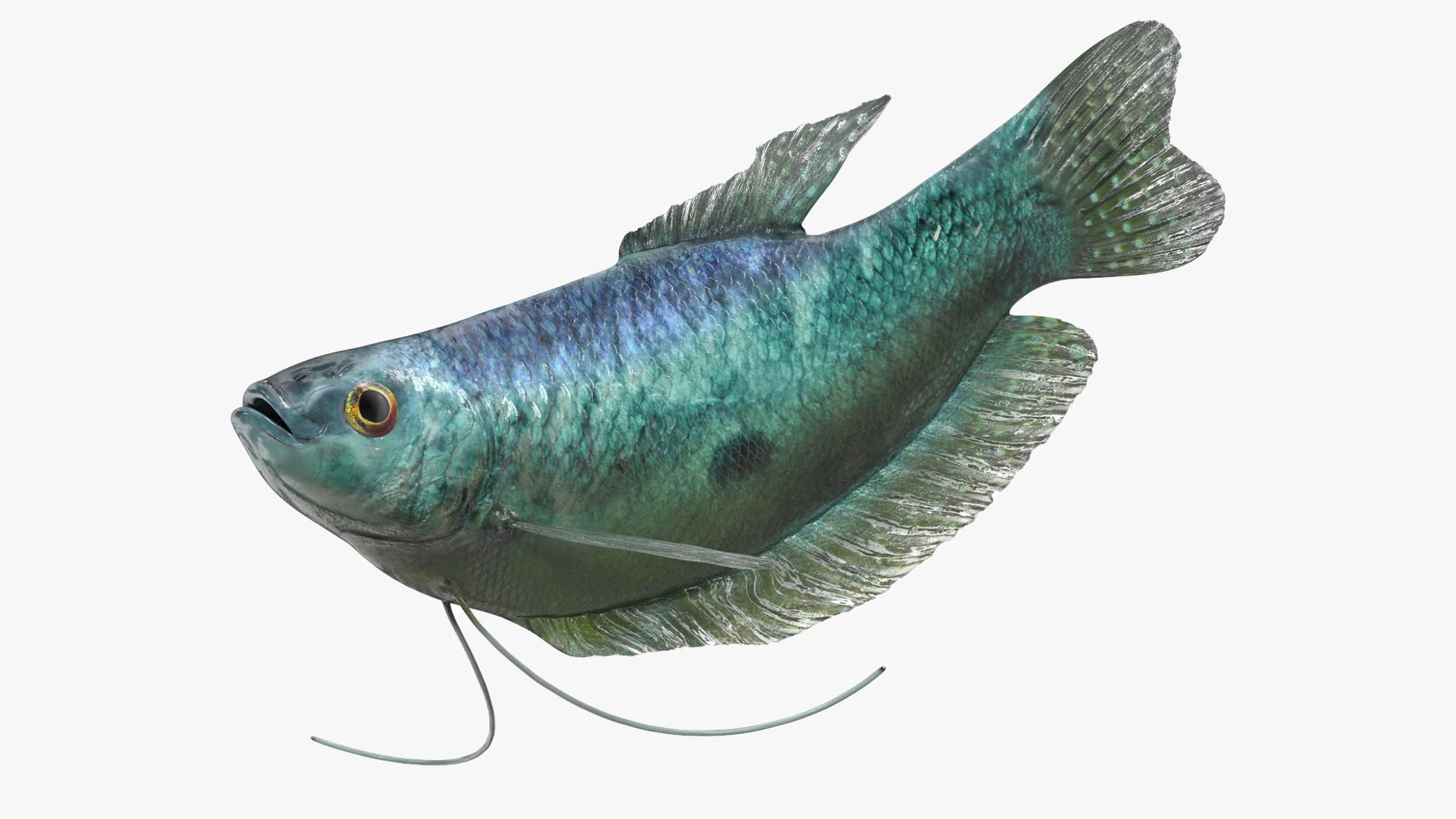 Tropical Gourami Fish Rigged for Cinema 4D 3D
