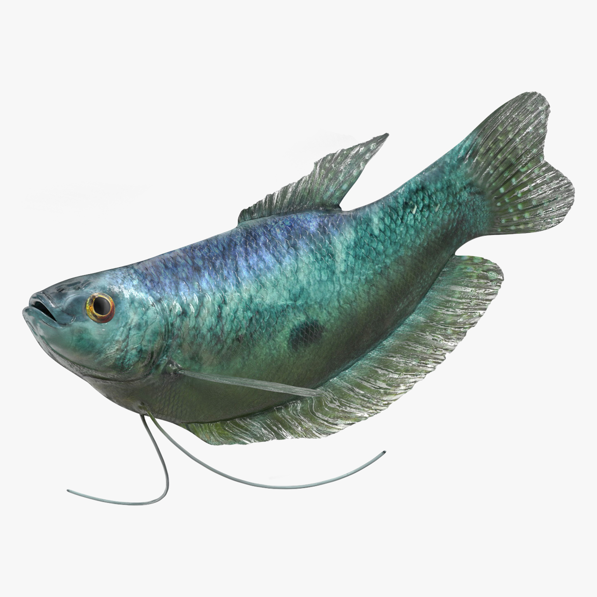 Tropical Gourami Fish Rigged for Cinema 4D 3D