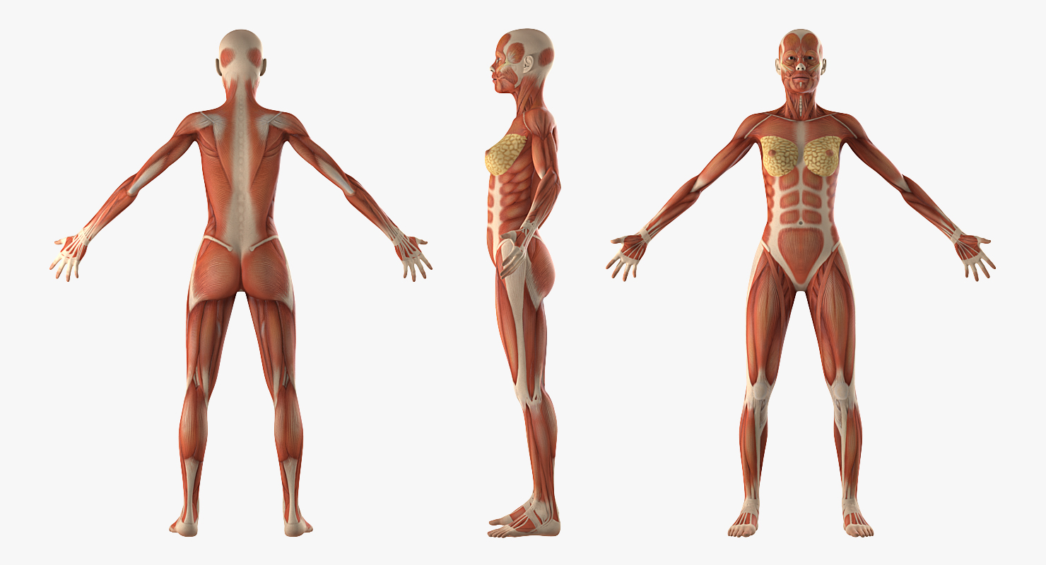 3D model Female Muscular System Anatomy