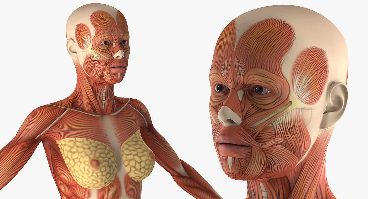 3D model Female Muscular System Anatomy