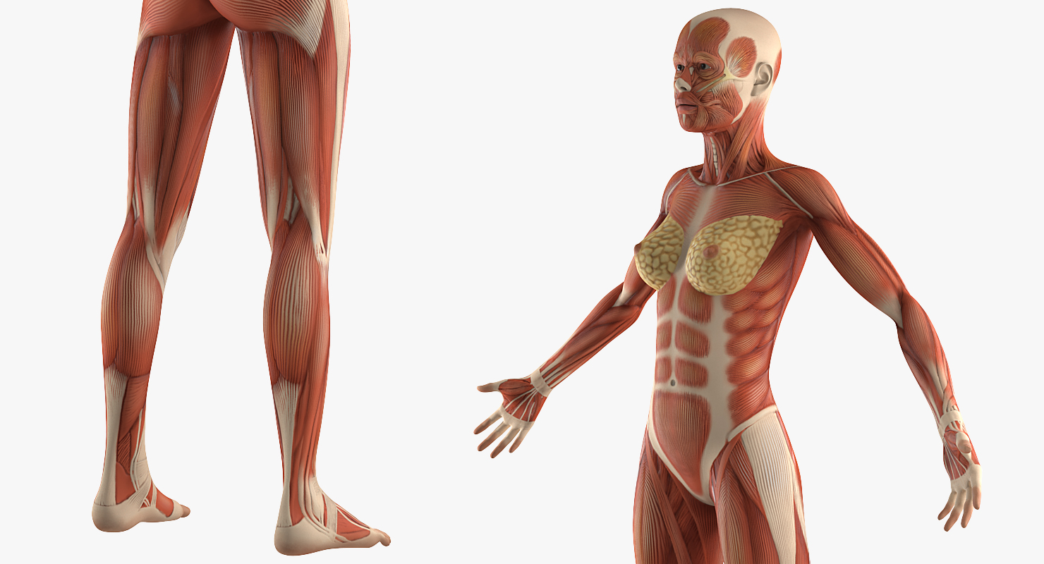 3D model Female Muscular System Anatomy