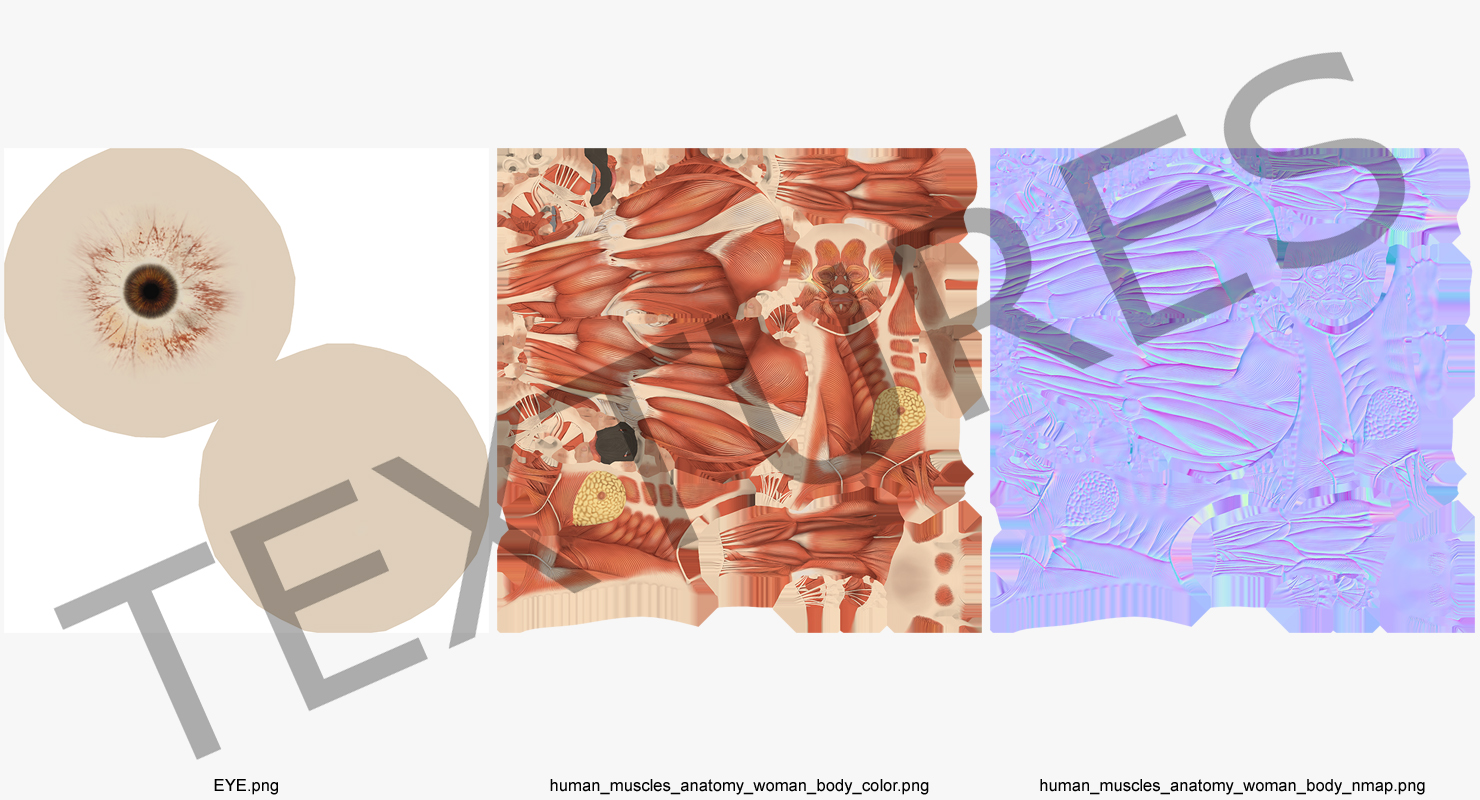 3D model Female Muscular System Anatomy