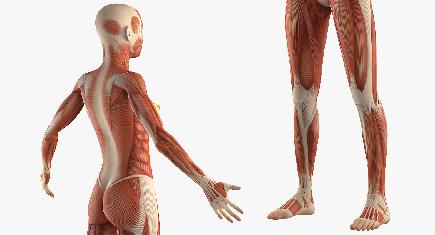 3D model Female Muscular System Anatomy